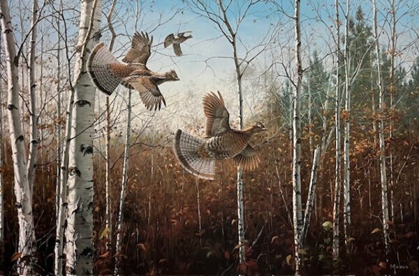 Triple Flush - Ruffed Grouse