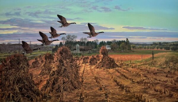 Harvest - Canada Geese
