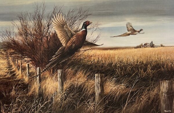 Autumn Wings - Pheasants