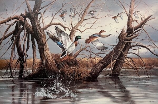 Mallards at Meyer Lake