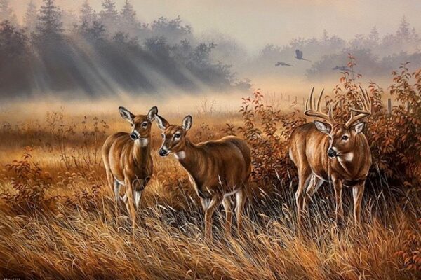 Meadow Mist - Whitetail Deer