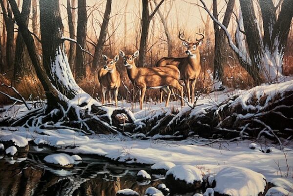 Stone Creek - Whitetail Deer