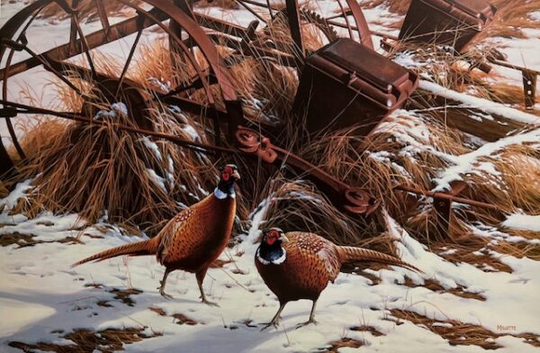 Winter Glow - Pheasants