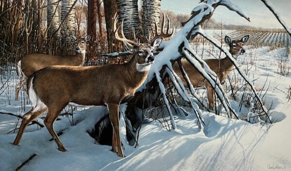 Stepping Out - Whitetail Deer (Good Condition)