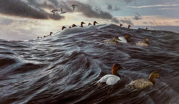 Windward - Canvasbacks (Good Condition)