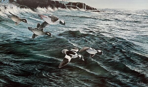 Winging South - Buffleheads (Excellent Condition)