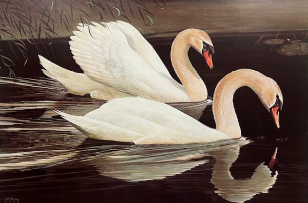 Tranquility - Royal Mute Swans (Excellent Condition)