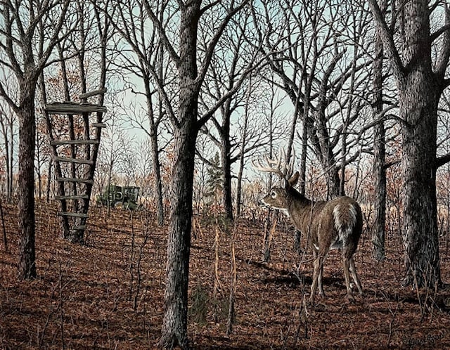 The Colors of Fall - Whitetail Deer - Excellent Condition