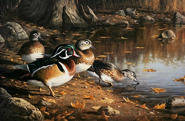 Quiet Pool - Wood Ducks - Excellent Condition