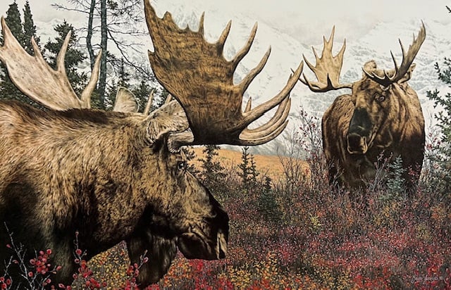 Confrontation - Moose - Excellent Condition