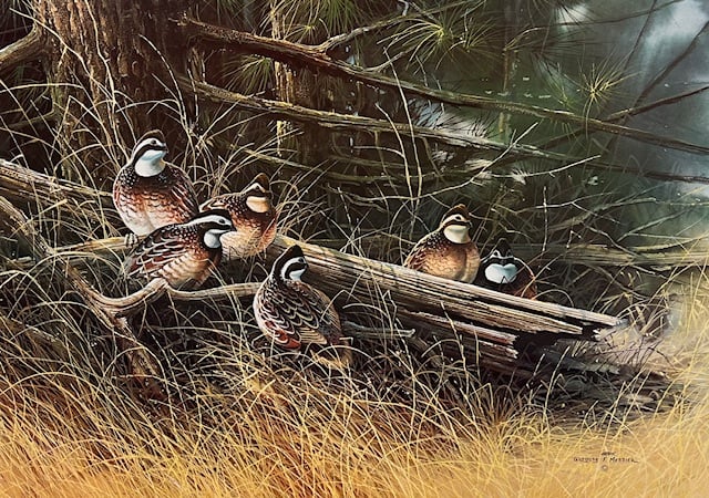 Bobwhite Covey - Excellent Condition