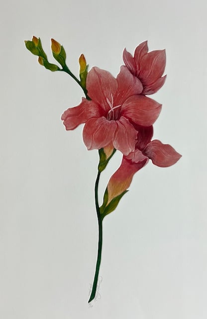 Pink Freesia - (Hand-Colored and Embossed) - Excellent Condition