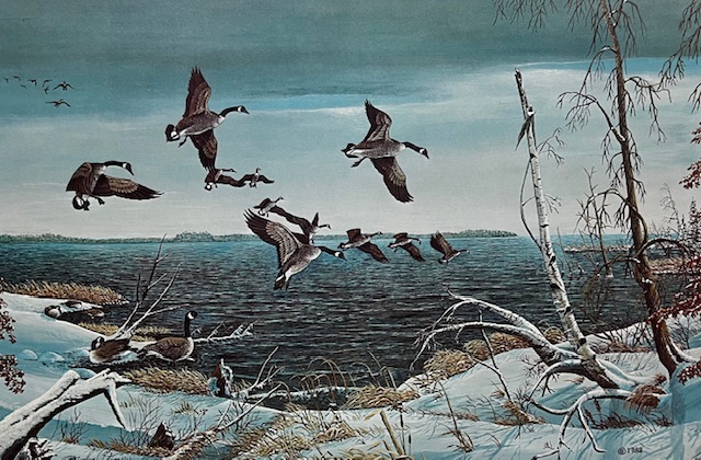 First Snowfall - Canada Geese - Excellent Condition